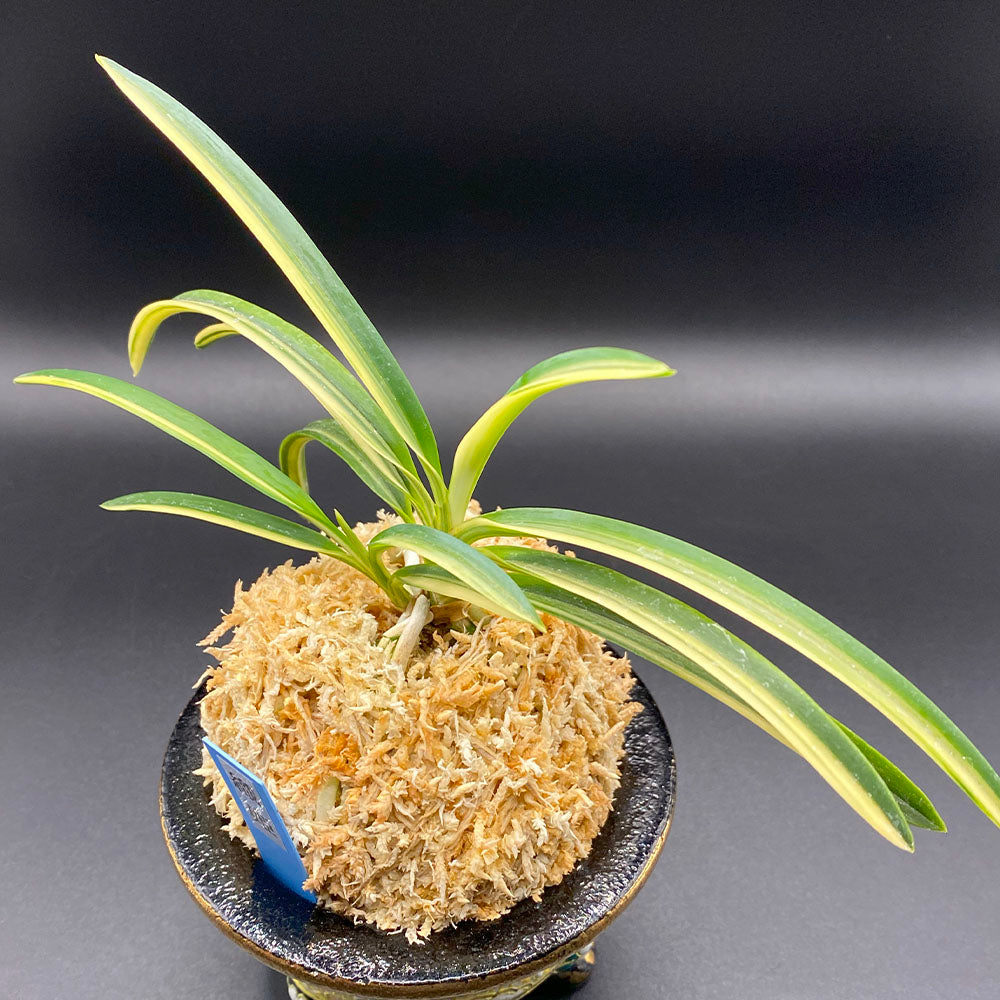 宝石のような観葉植物のお店 【Jewelry Plant】 富貴蘭 風蘭 蘭 織姫