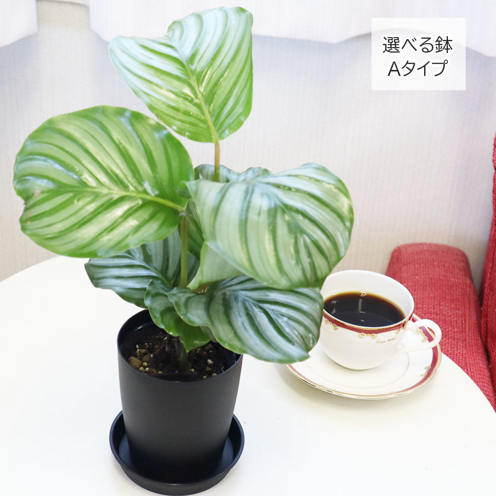 宝石のような観葉植物のお店 【Jewelry Plant】 カラテア オルビ