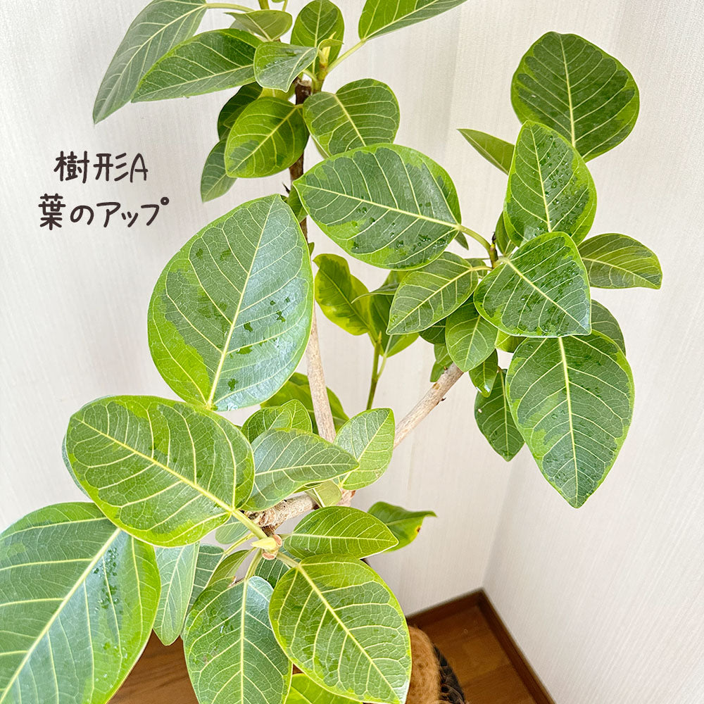 宝石のような観葉植物のお店 【Jewelry Plant】 ゴムの木 フィカス
