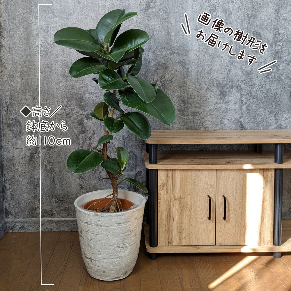 宝石のような観葉植物のお店 【Jewelry Plant】 ゴムの木 フィカス