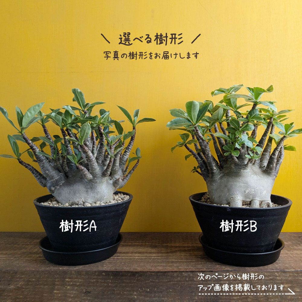 宝石のような観葉植物のお店 【Jewelry Plant】 アデニウム ソマレンセ