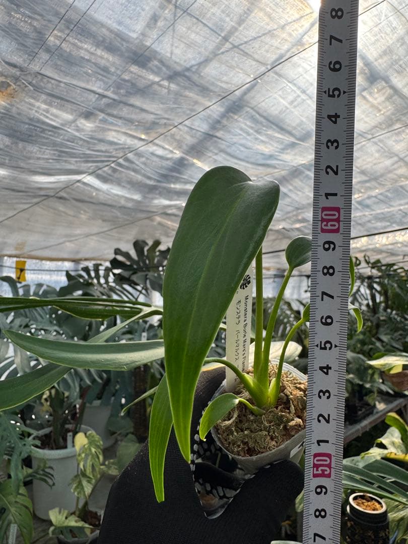 モンステラ バールマルクスフレーム 2号【深い切れ込みが美しい希少種