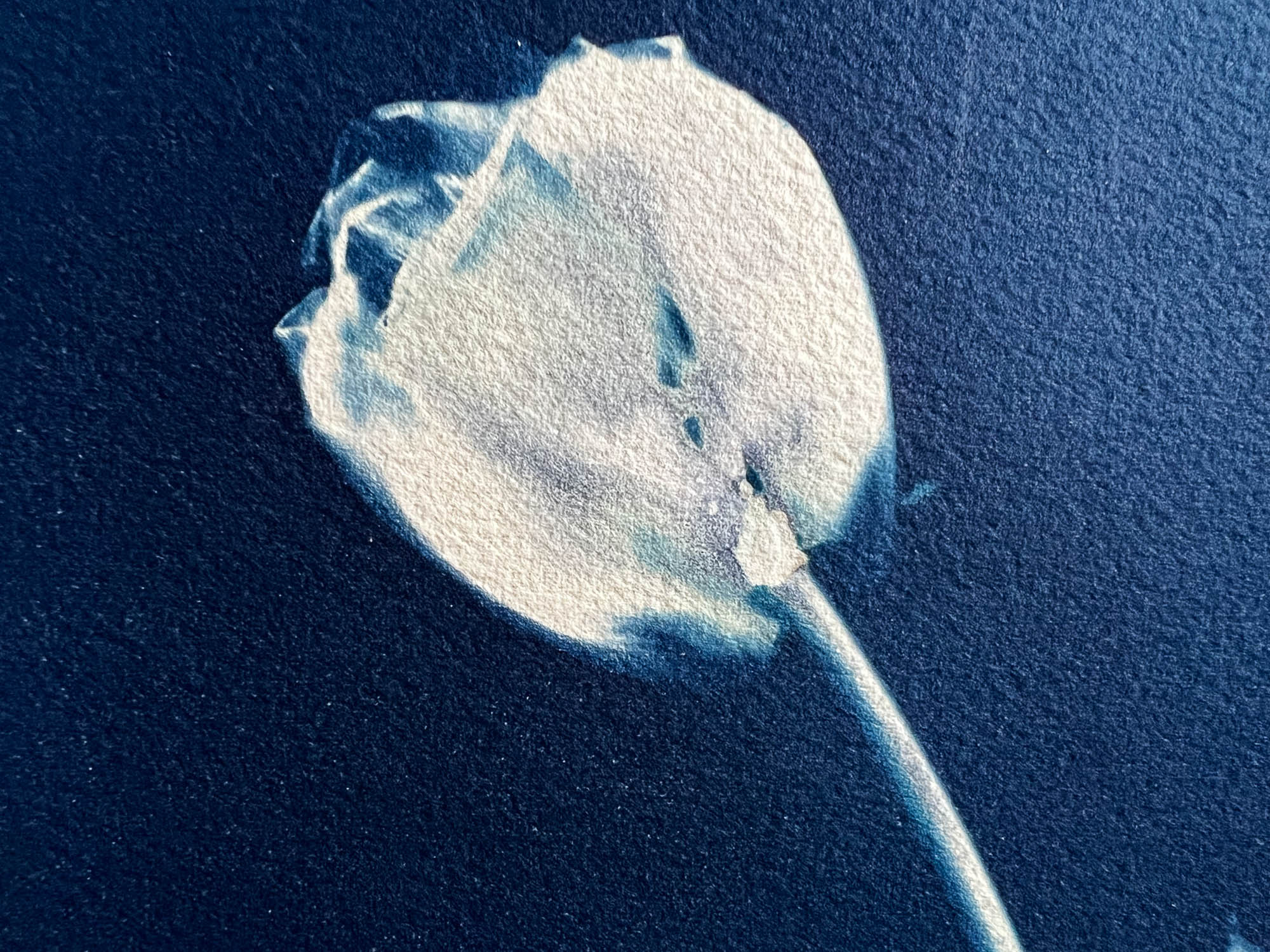 Tulip #290 – Julie Reed