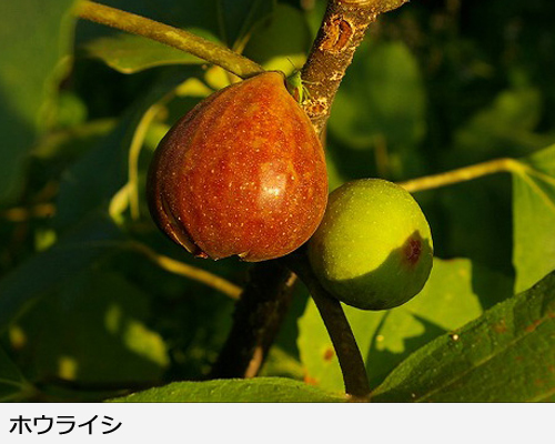 イチジク 蓬莱柿(ホウライシ)新苗[一年生苗] - 果樹苗・大苗・苗木販売