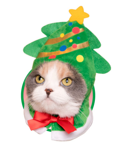かわいい かわいい ねこクリスマスちゃん｜株式会社キタンクラブ