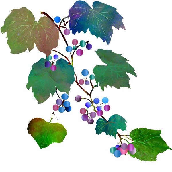 馬ぶどうのススメ！ | 社長ブログ | 木の香りが心地よい自然素材の家