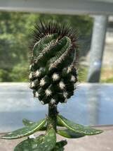 Amazon.co.jp: 超珍品 コピアポア 螺旋ブリドゲシィ（舞竜丸） 検