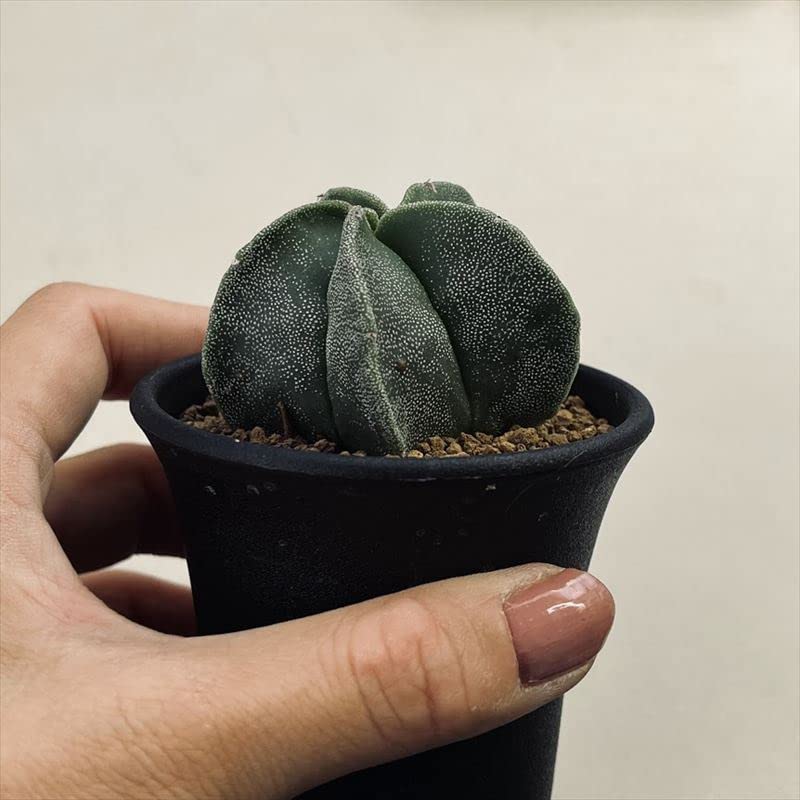 Amazon｜サボテン：アストロフィツム 鸞鳳玉 実生*S｜観葉植物