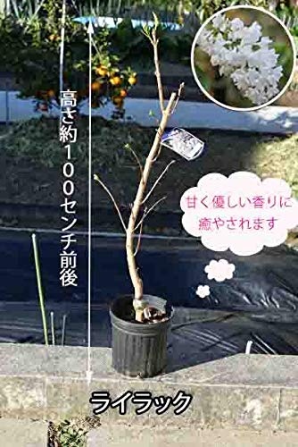 Amazon.co.jp: 【ライラック苗】白花ライラック苗 リラの木 : DIY