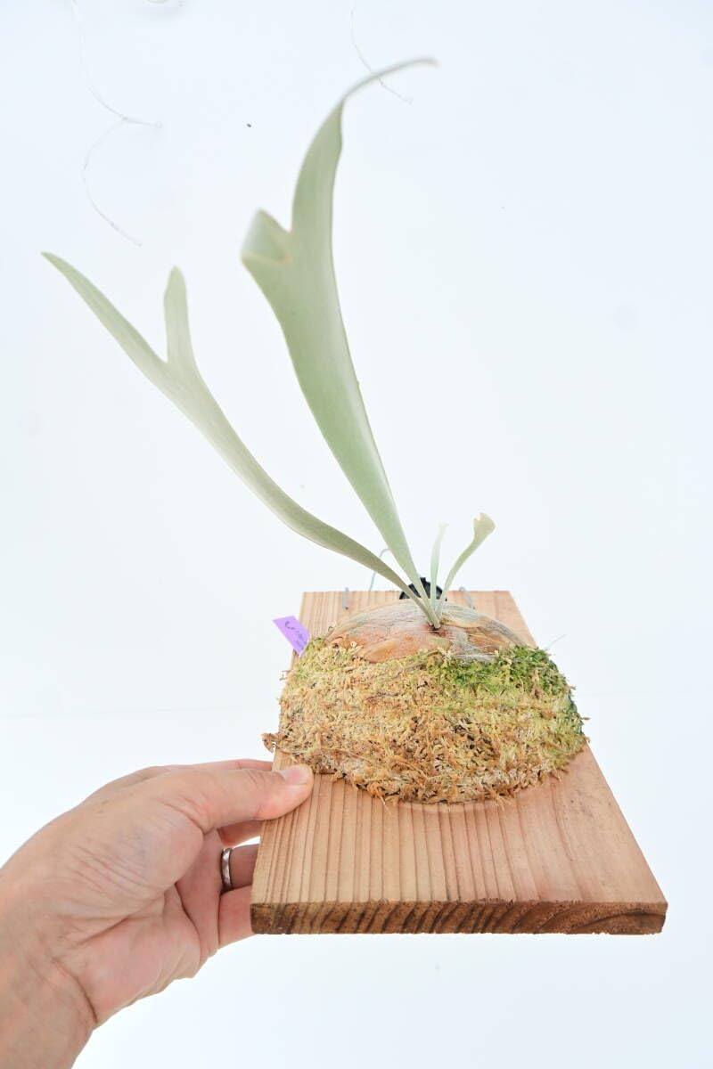 Amazon.co.jp: P.Paul whiter OC(P.willinckii x P.paulwebber