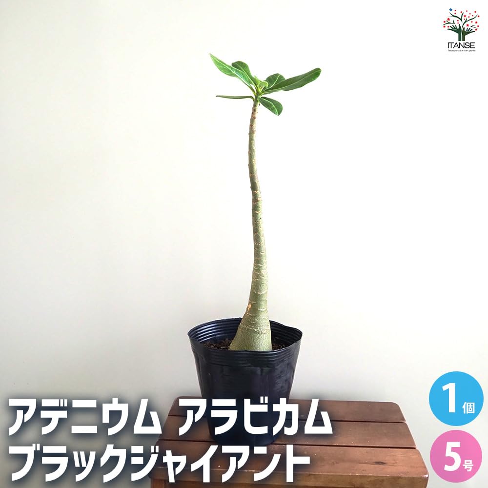 Amazon｜ITANSE アデニウム アラビカム ブラックジャイアント 5