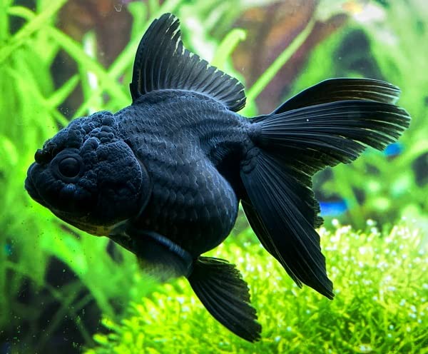 Amazon | 【金魚】タイ産 黒オランダ ML 1匹【生体】 | ノーブランド品