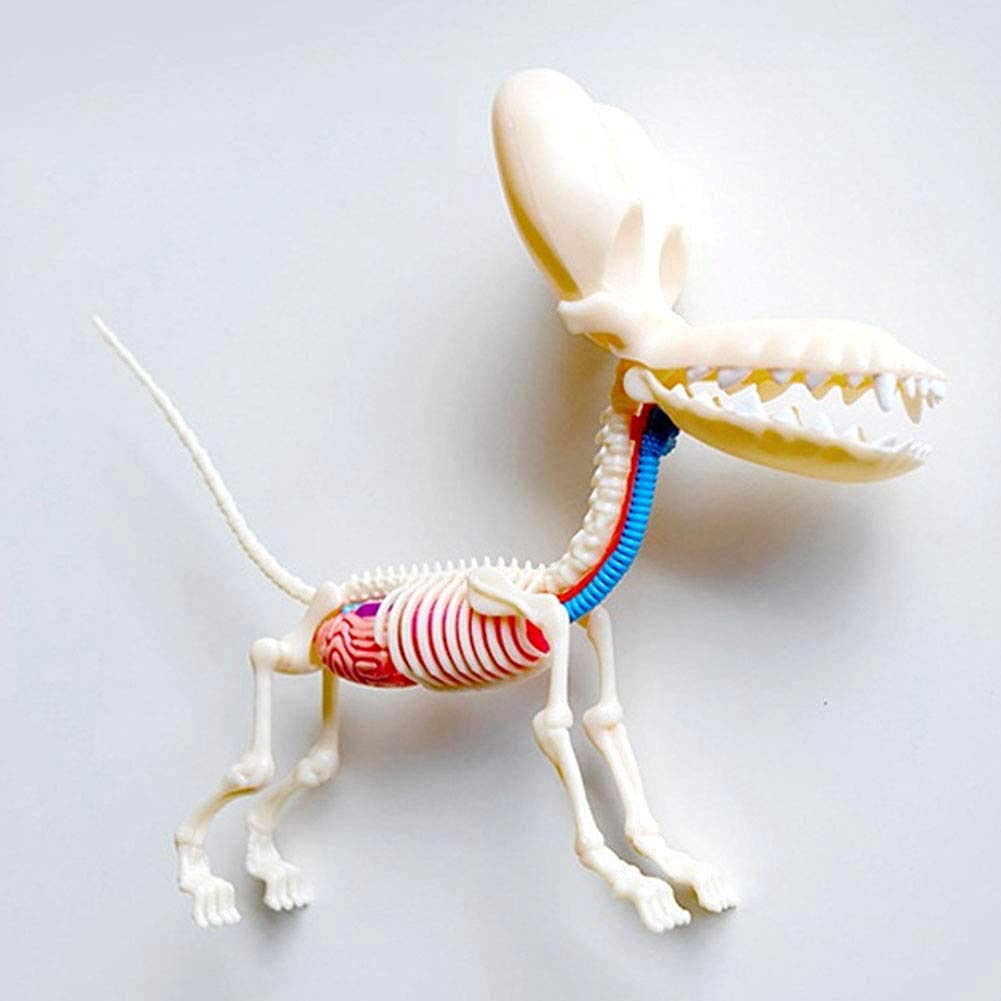 Amazon.co.jp: 教育モデルビッグバルーンドッグスケルトン遠近法解剖