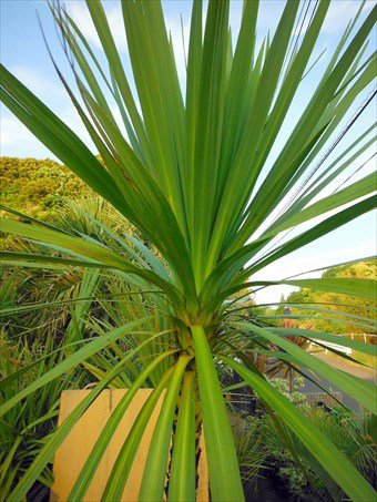 Amazon | ニオイシュロラン ドラセナ 樹高170㎝前後 リゾート庭木 | 植木