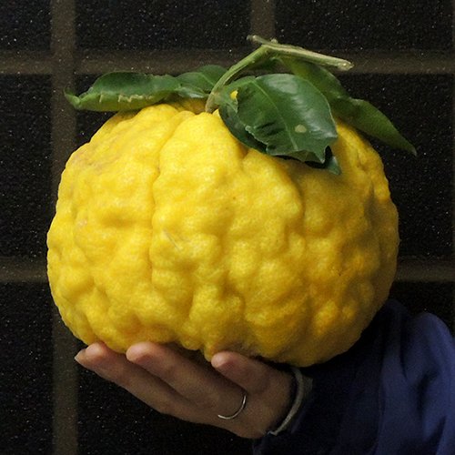 Amazon.co.jp: 柚子（ゆず）苗木 獅子ユズ の苗木 13.5cmポット苗 接木