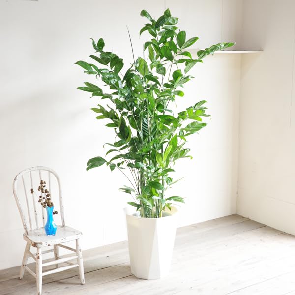 Amazon｜高性チャメドレア 観葉植物 本物 10号 大鉢 観葉植物