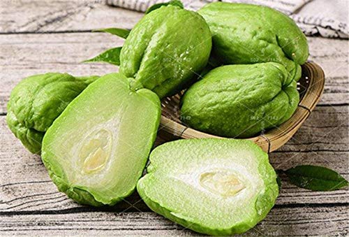 ハヤトウリ - 植物図鑑