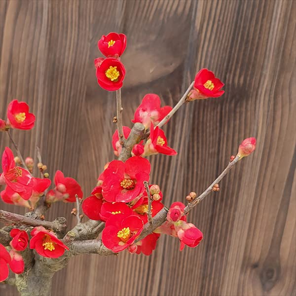 Amazon | 小品盆栽：木瓜の花 (瀬戸焼三彩鉢)*放春花ボケbonsai (黒潮