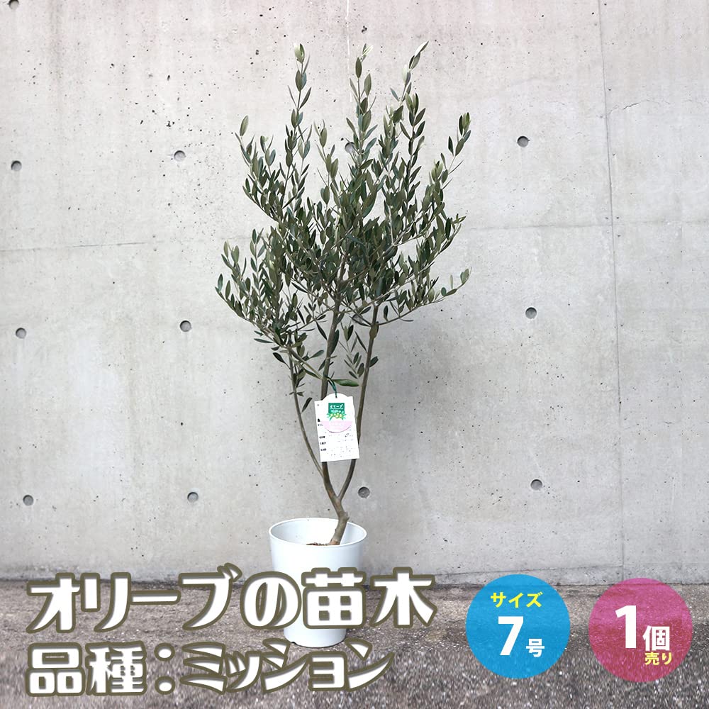 Amazon.co.jp: ITANSE オリーブの苗木 品種：ミッション