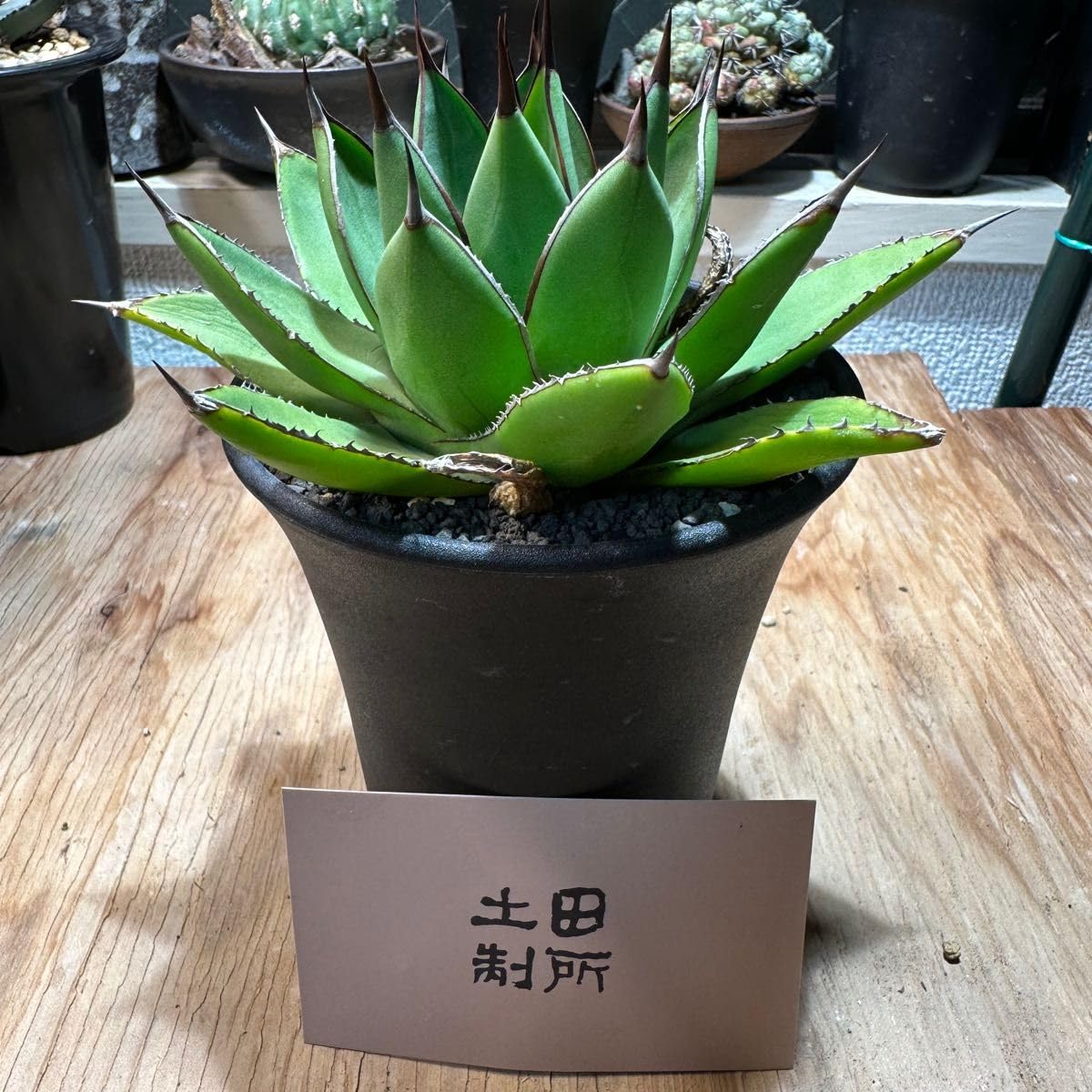 Amazon.co.jp: 極美 土田 制所 ハイブリッドアガベ 笹の雪