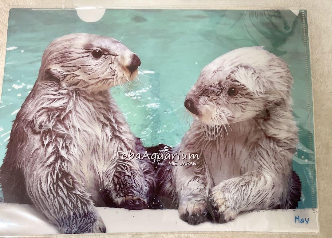 Amazon.co.jp: 鳥羽水族館 メイキラ クリアファイル ラッコ : おもちゃ
