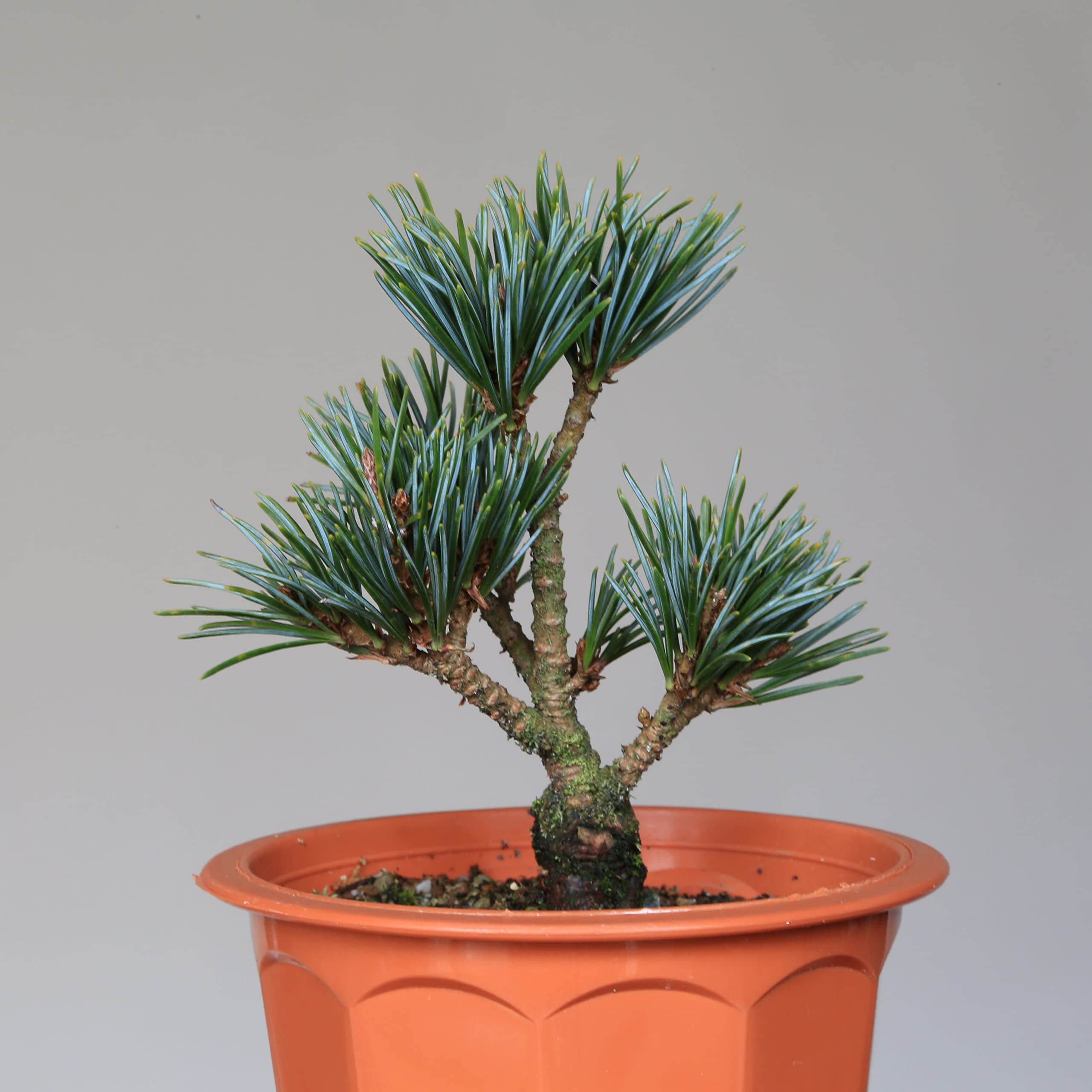 Amazon.co.jp: 吾妻五葉松『宝来』ミニ盆栽・素材【泰寿園 Online