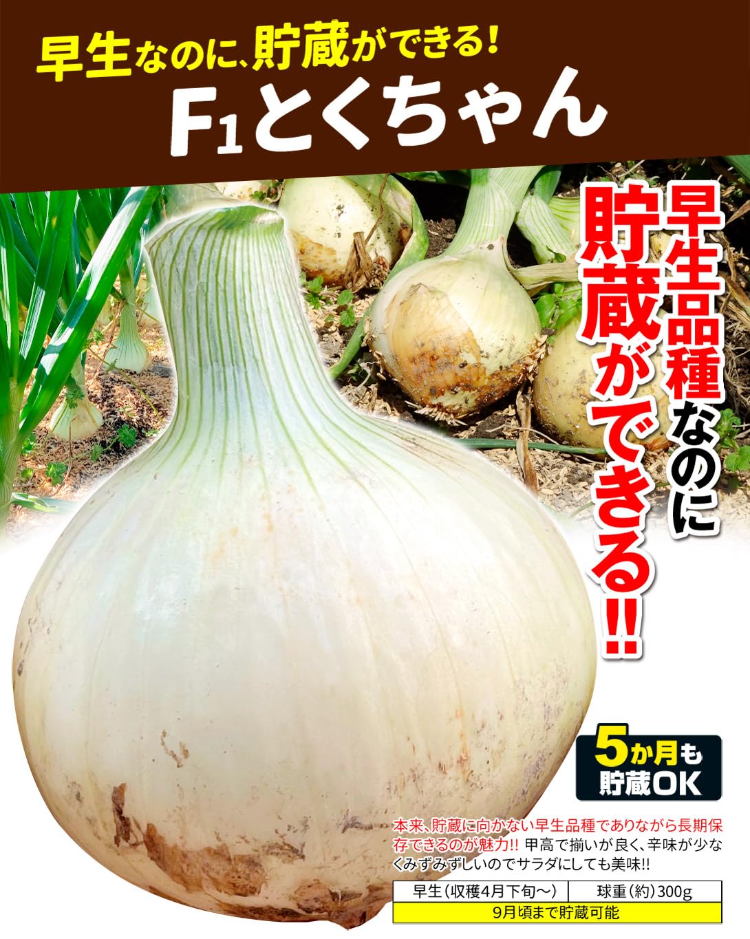 Amazon.co.jp: 玉ねぎ苗（早生）F1とくちゃん 1000本 / 国華園 25年秋