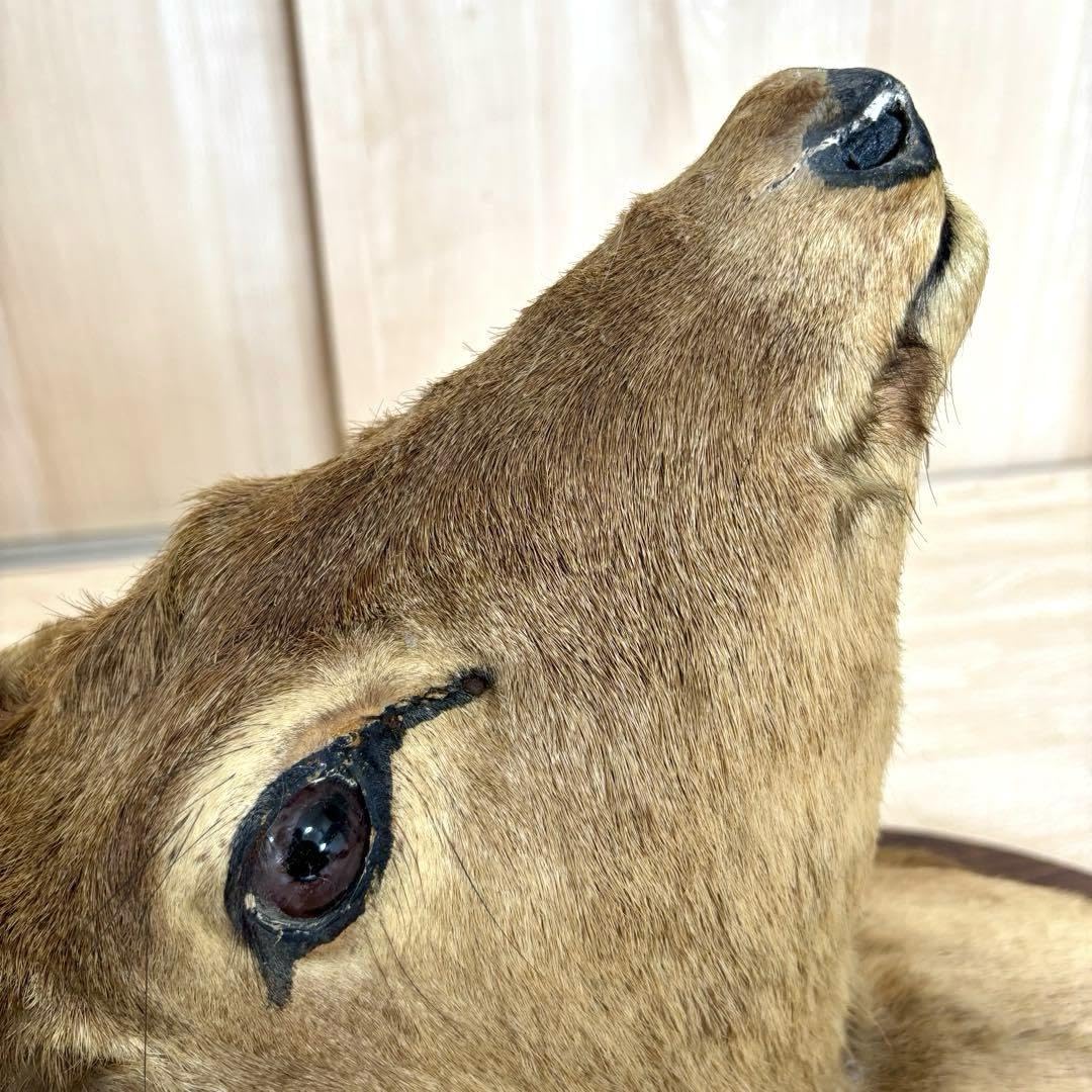 Amazon.co.jp: 鹿の剥製 蝦夷鹿の剥製 壁飾りハンティングトロフィー