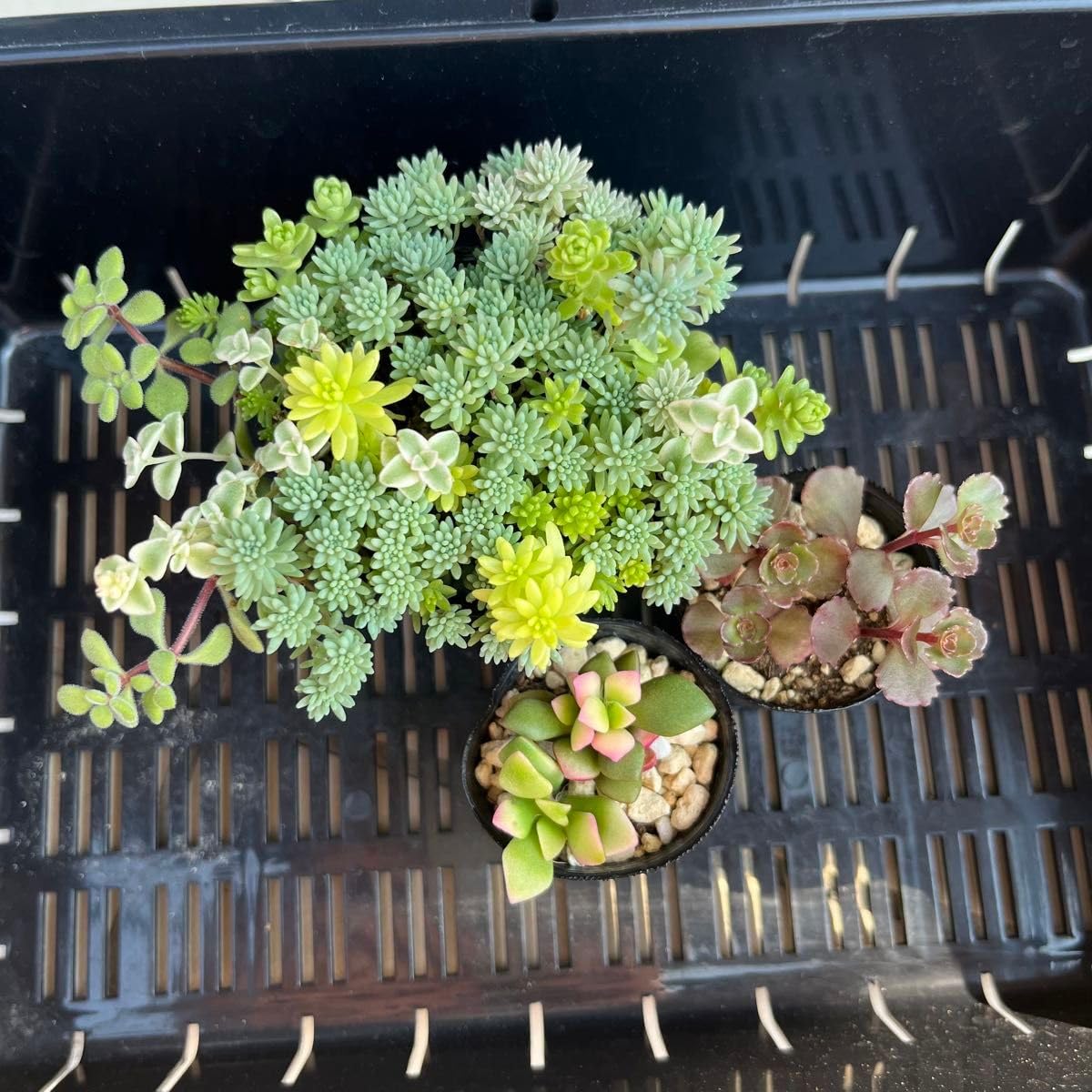 Amazon.co.jp: 多肉植物 セダム抜き苗セット ミックスセダム 寄せ植え