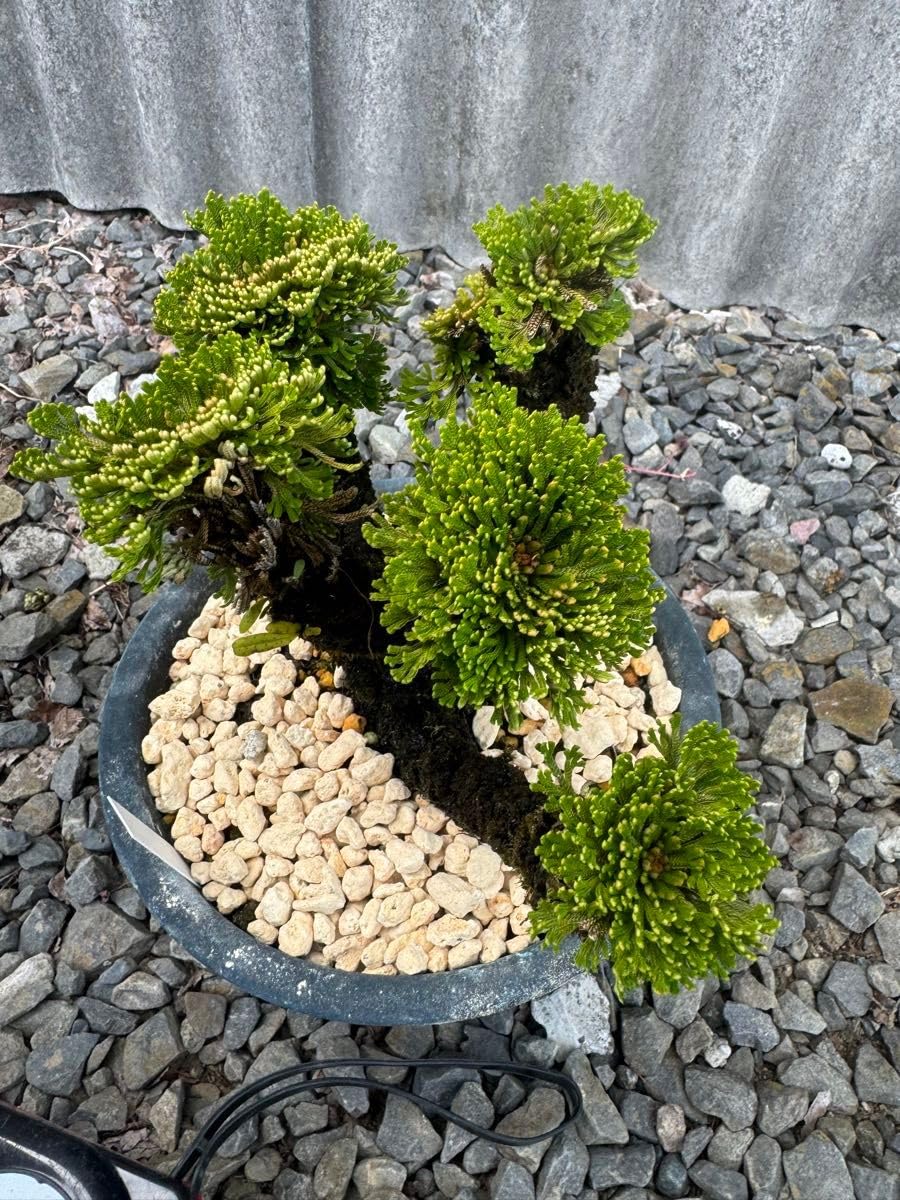 Amazon.co.jp: 玉獅子 岩松 イワヒバ 岩ヒバ 盆栽 山野草 高山植物 310