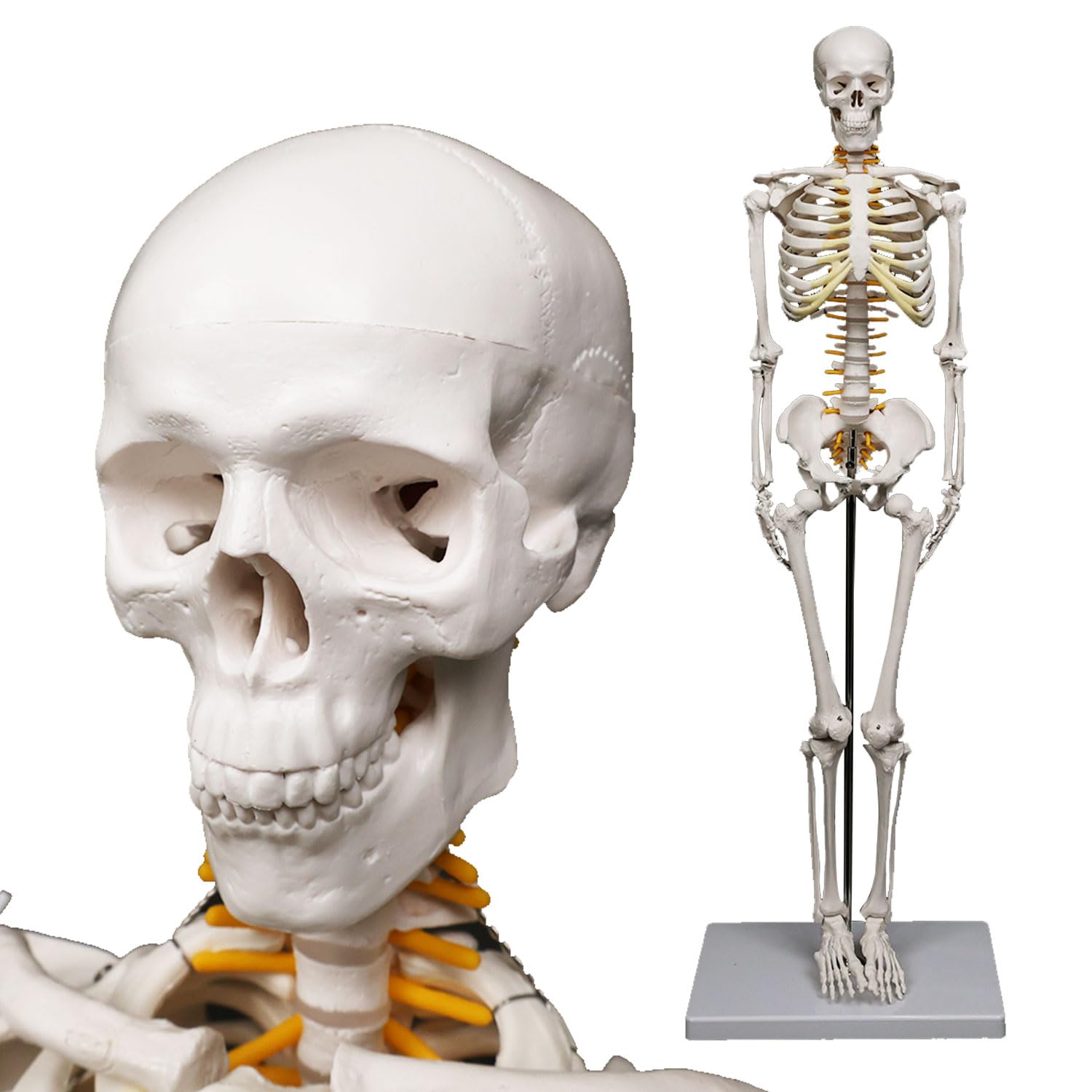 Amazon.co.jp: [MRG] [理学療法士監修] リアルな再現性 人体模型 骨