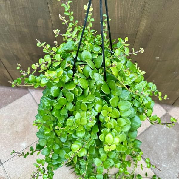 Amazon｜おしゃれ 観葉植物：エスキナンサス タイピンク*5号 吊り鉢