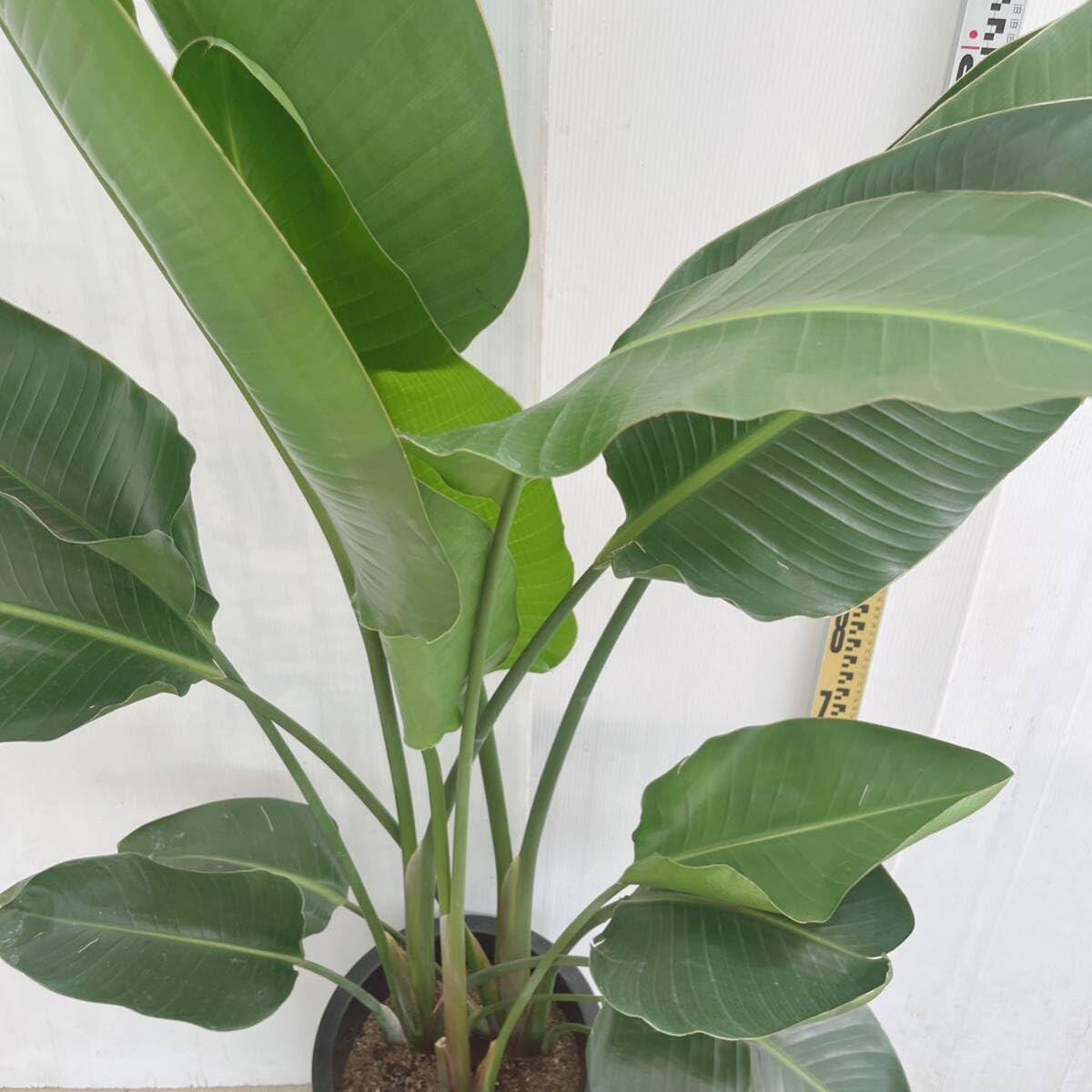 Amazon｜観葉植物 ストレリチア オーガスタ 10号 大型大株 インテリア