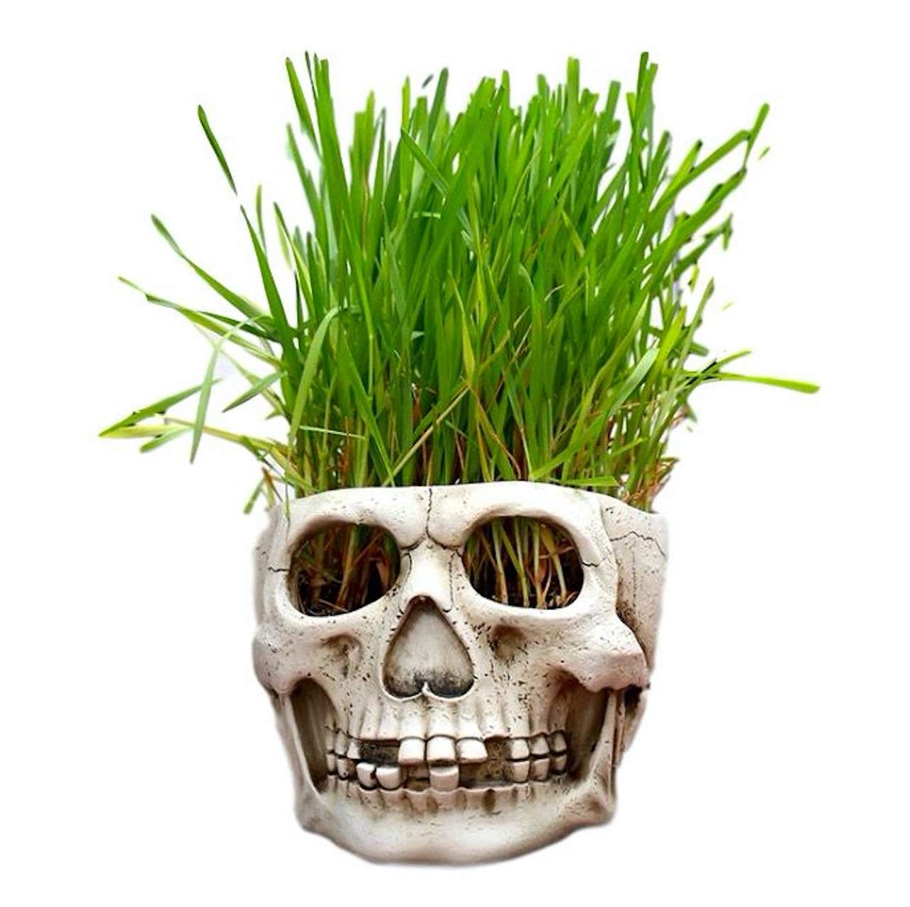 Amazon.co.jp: [Queen-b] ドクロ 植木鉢 プランター インテリア 小物