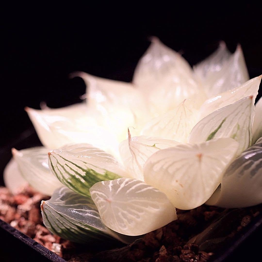 Amazon.co.jp: 多肉植物 ハオルチア 白蛇伝 葉挿し苗 発根済み : おもちゃ