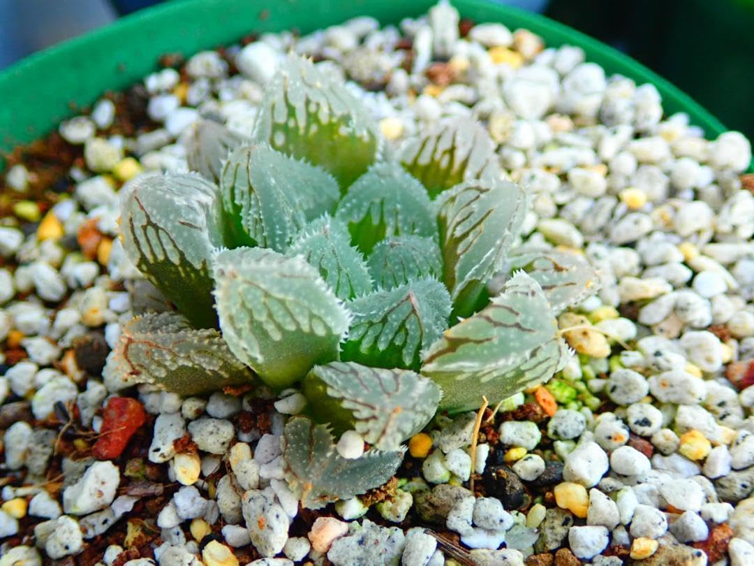 Amazon｜ハオルチア 多肉植物 氷玉オブツーサ｜観葉植物 オンライン通販