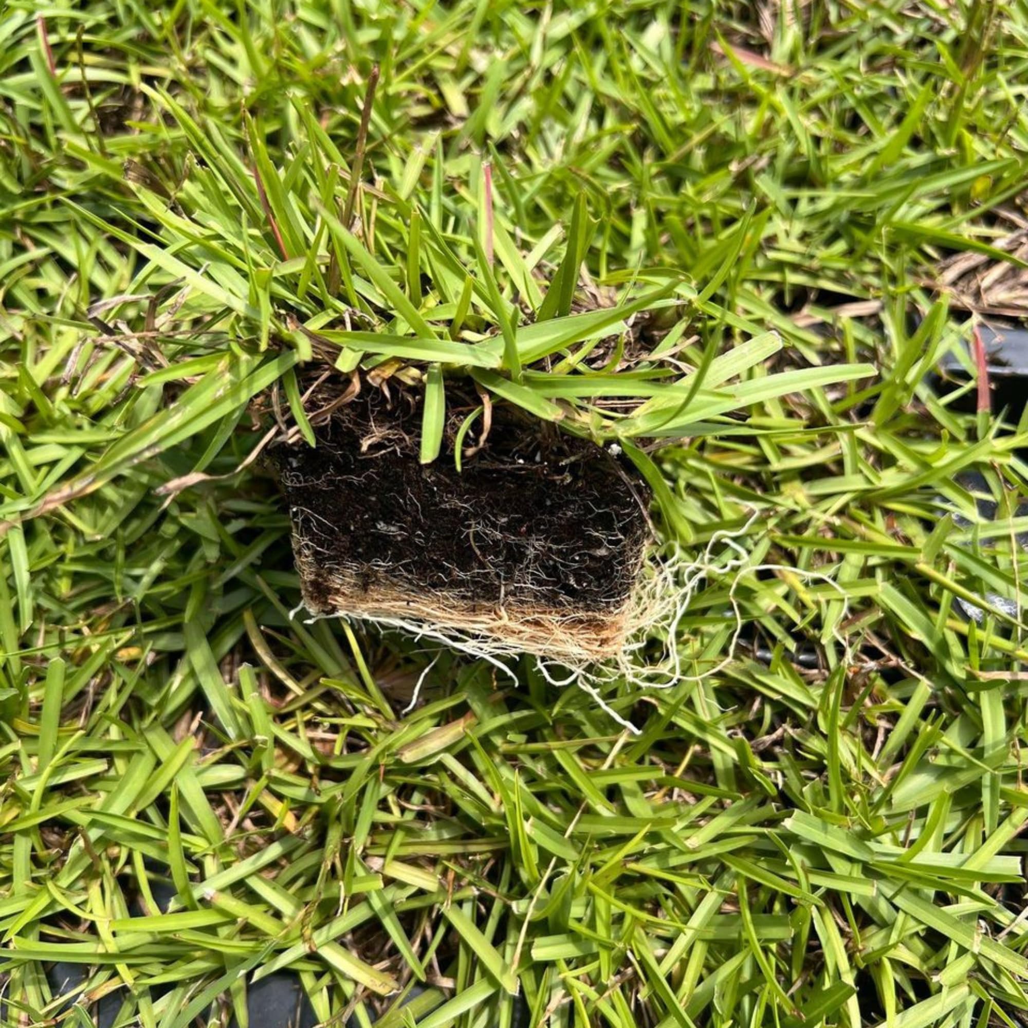 Amazon.com : Samson Botanicals | Centipede Sod Grass Plug 18 Pack