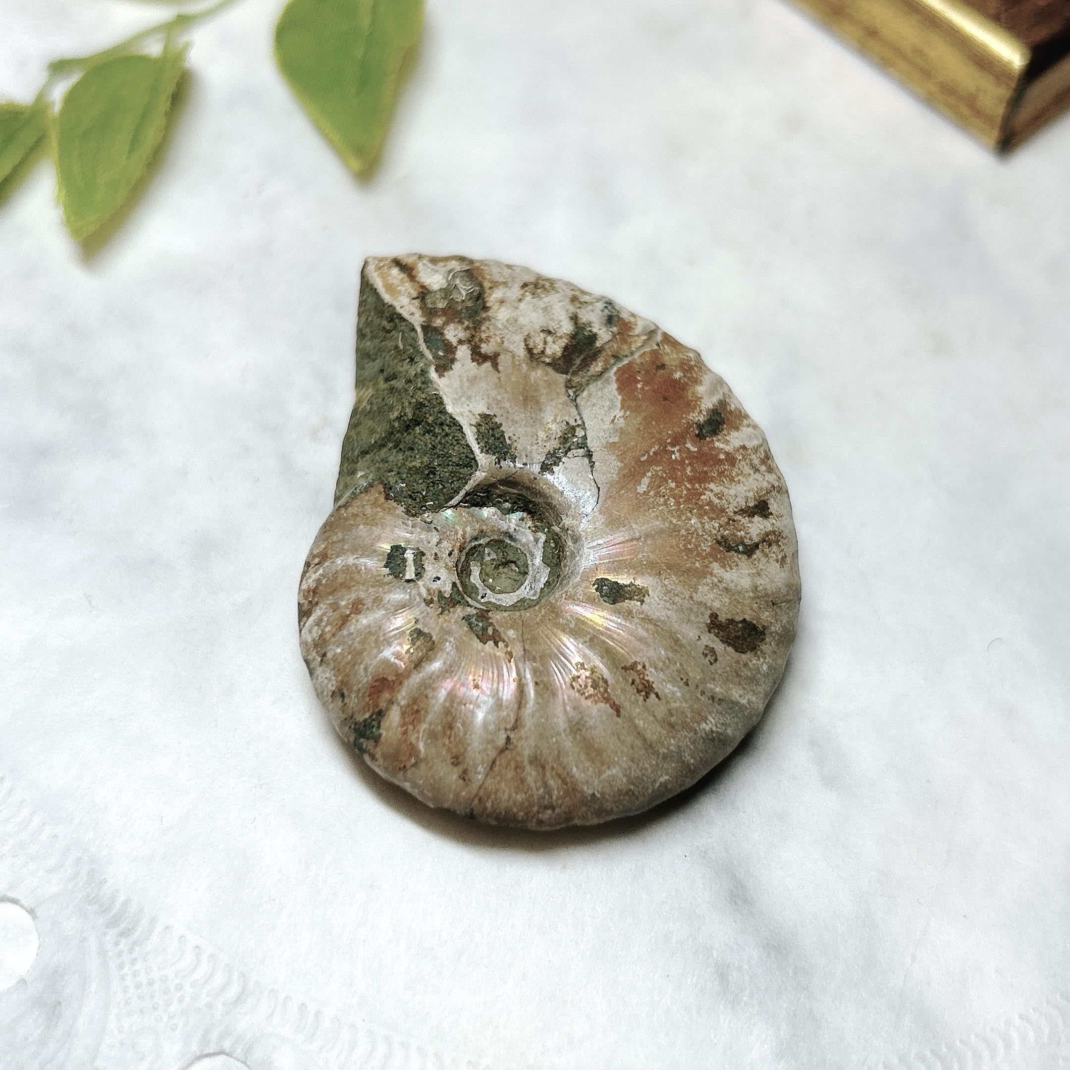 Amazon | 【E7787】 レインボーアンモナイト クレオニセラス