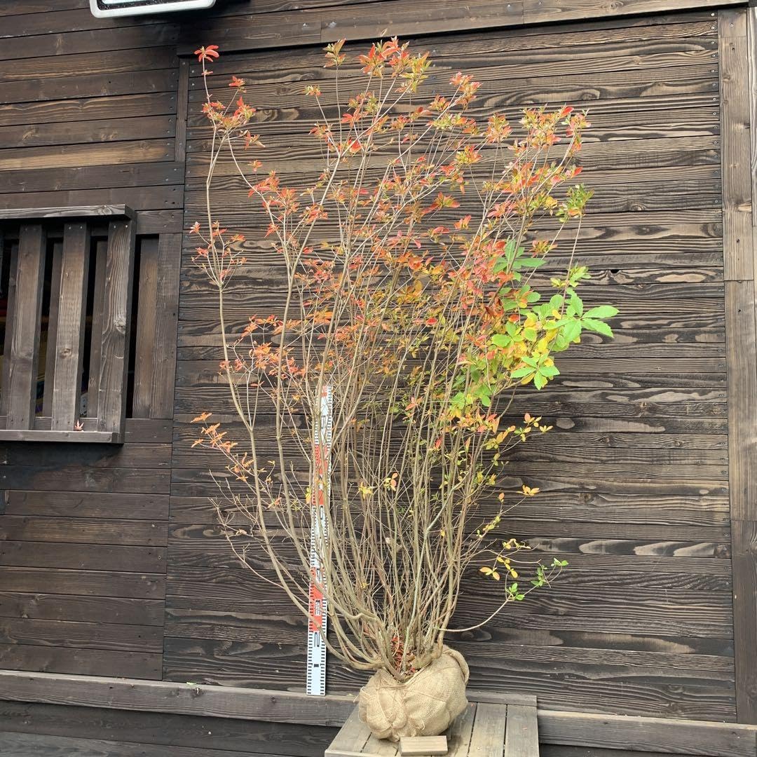 ヤマモミジ/山採り天然木【現品発送】管理70961 ヤマモミジ/山採り天然