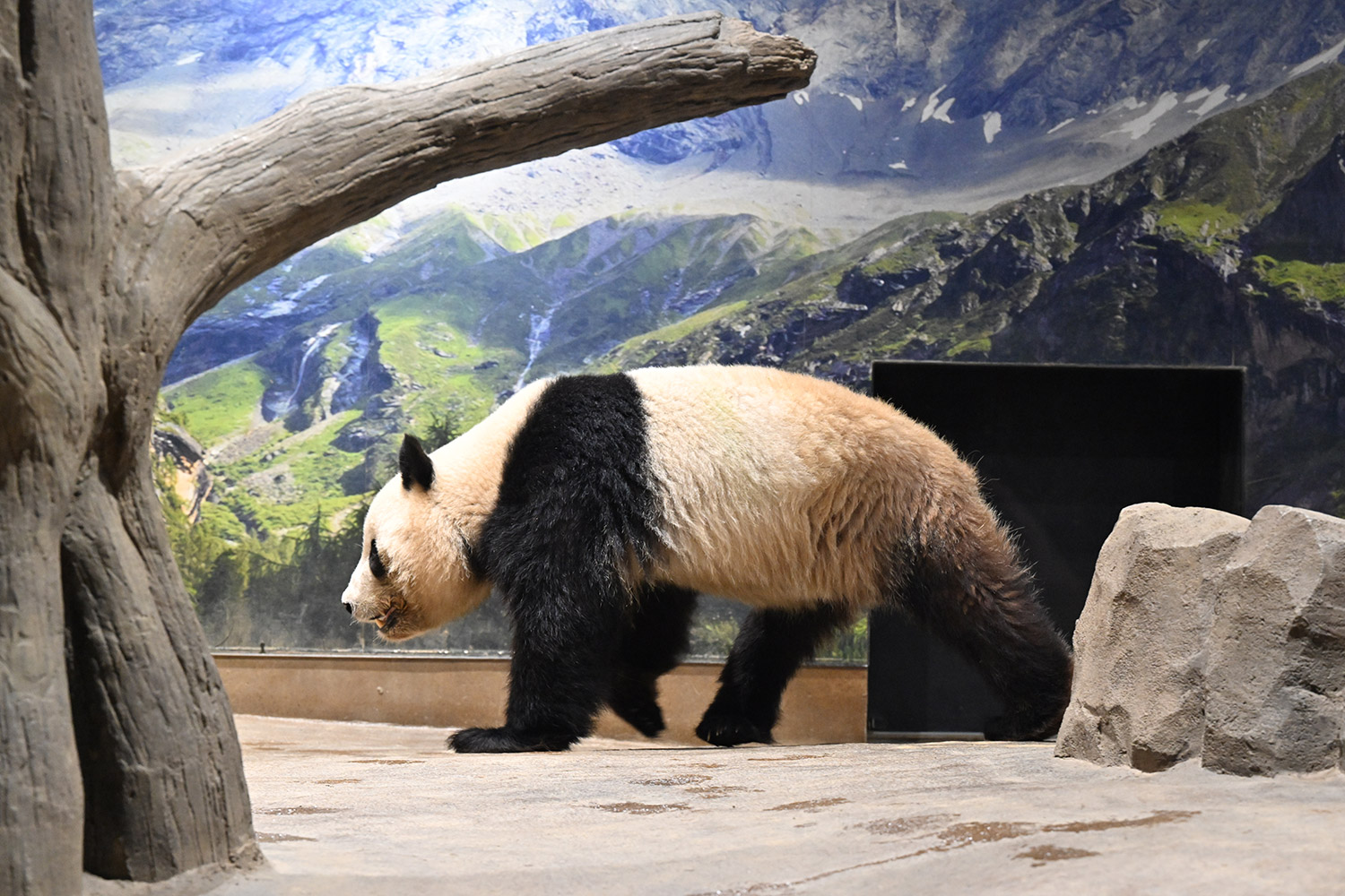 今日のパンダ（3720日目）