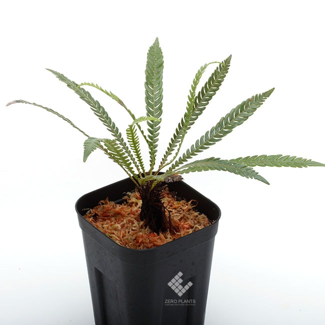 Blechnum obtusatum var. obtusatum ( M ) [ ブレクナム・オブツサタム