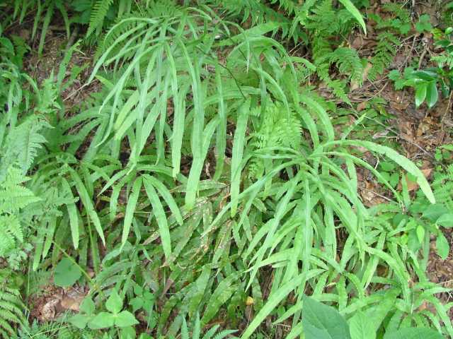 オオバノイノモトソウ