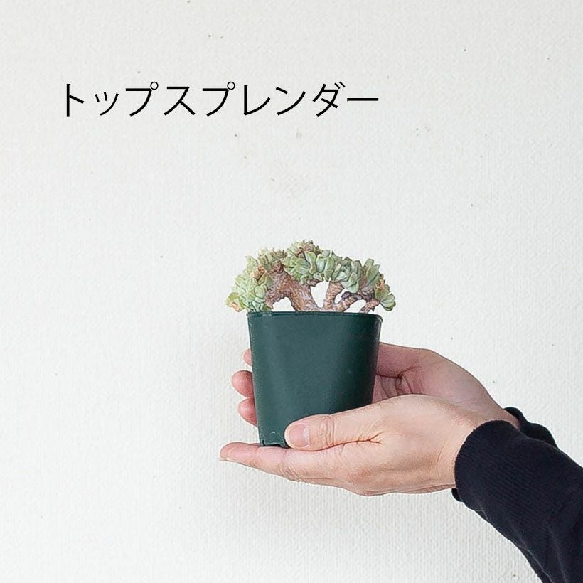 綴化（てっか）多肉植物コレクション育て方付き｜e-花屋さん