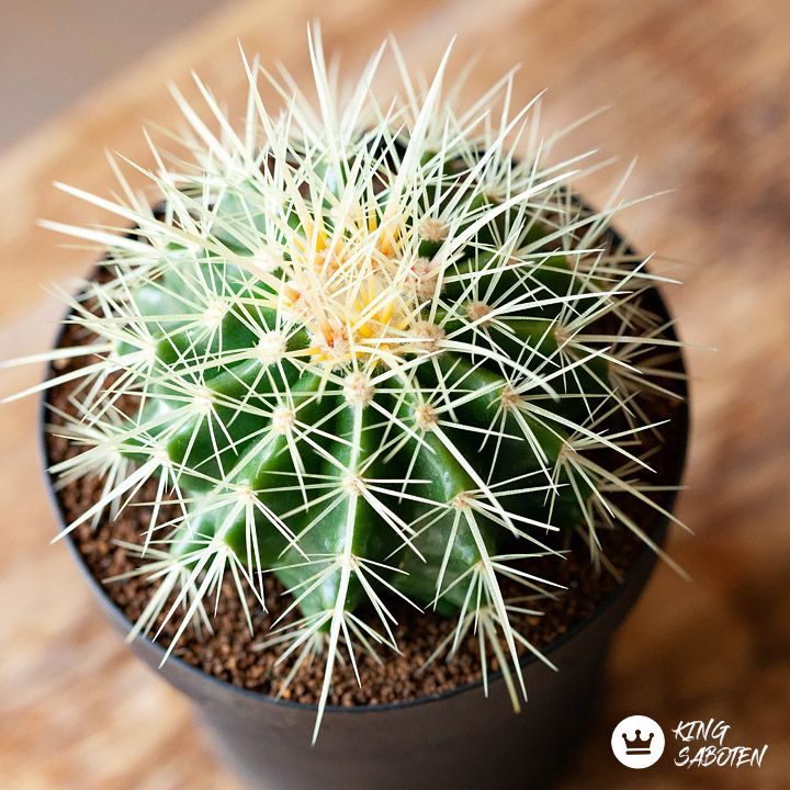 000000002912-01.jpg?size=l&w=