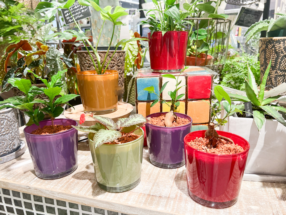数量限定】爽やか&コンパクトで可愛いセラミス植え〈直営店共通