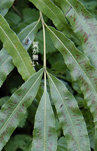 オオバノイノモトソウ Pteris cretica イノモトソウ科 Pteridaceae