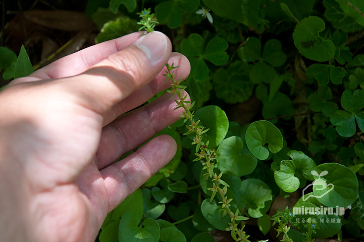 タチイヌノフグリ