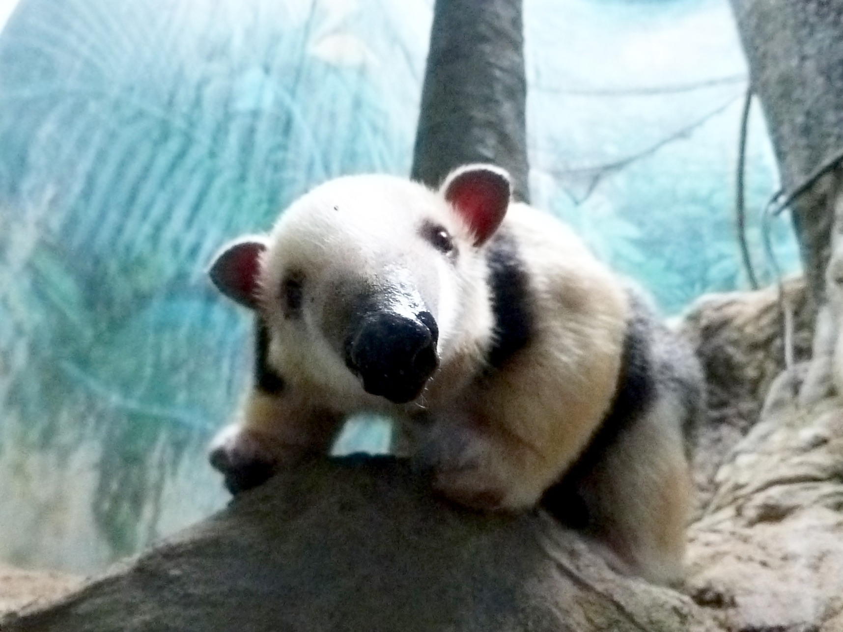 ミナミコアリクイ「サン」展示場に出る練習を始めました | 動物