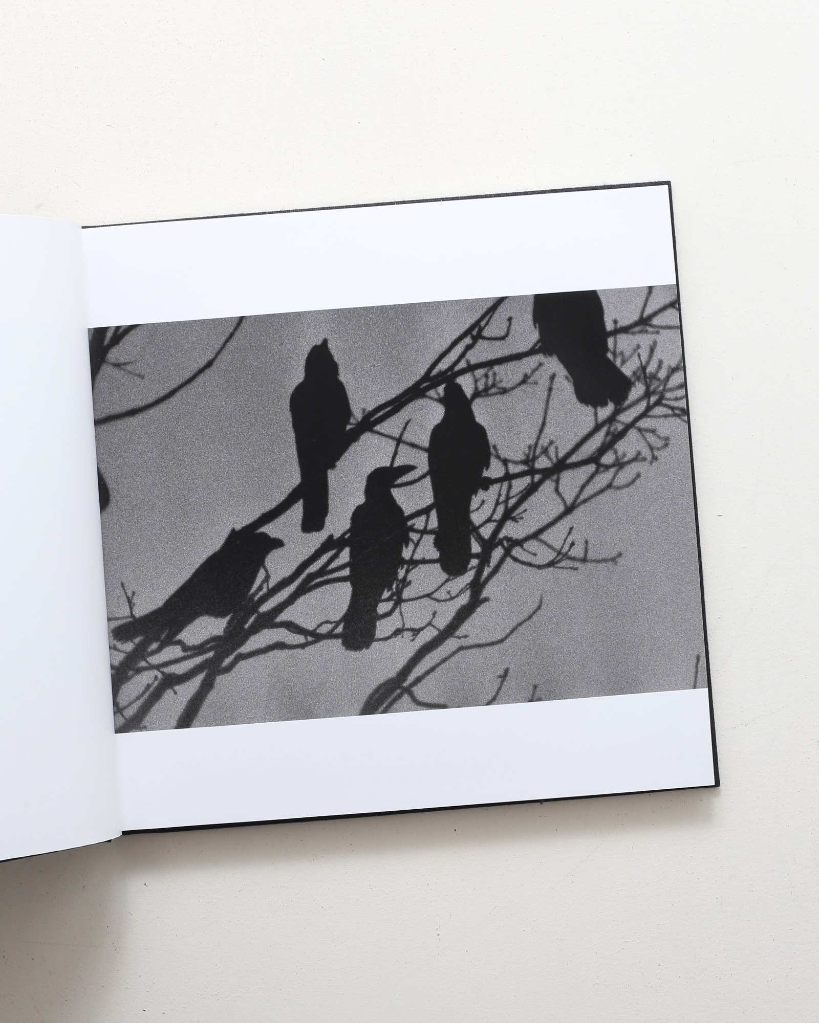 鴉 Ravens | 深瀬昌久 | nostos books ノストスブックス