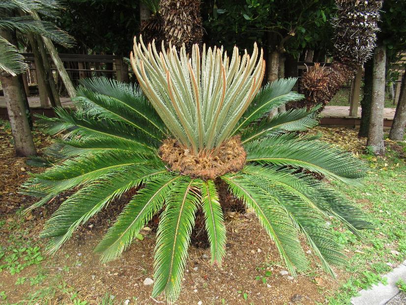 ソテツ | 植物図鑑 | 海洋博公園 Official Site